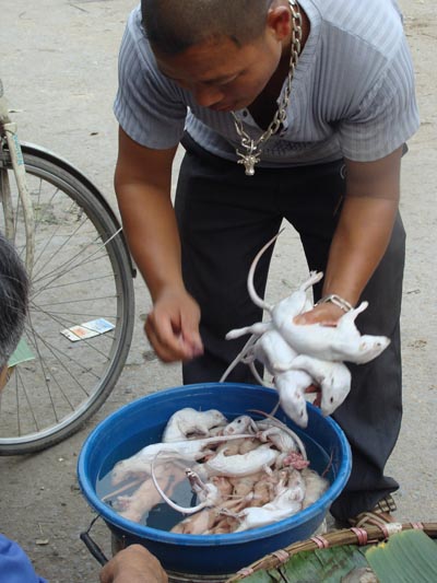 Kỳ thú chuyện săn chuột “khủng” ở Thái Bình