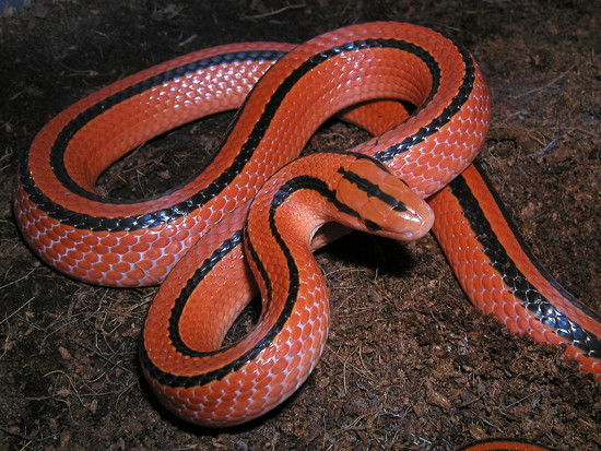Rắn sọc đốm đỏ (Oreocryptophis porphyraceus) là một loài rắn có ngoại  hình quyến rũ với toàn thân đỏ rực kèm theo hai sọc đen chạy dọc cơ thể.