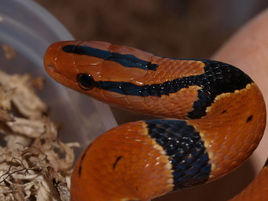 Loài rắn này được tìm thấy chủ yếu ở các vườn quốc gia phía Bắc Việt Nam.  