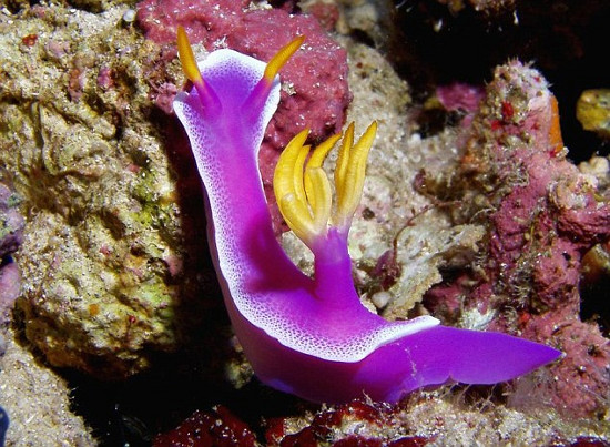 Chromodoris reticulata