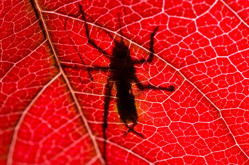 Một con côn trùng in bóng trên chiếc lá mùa Thu.