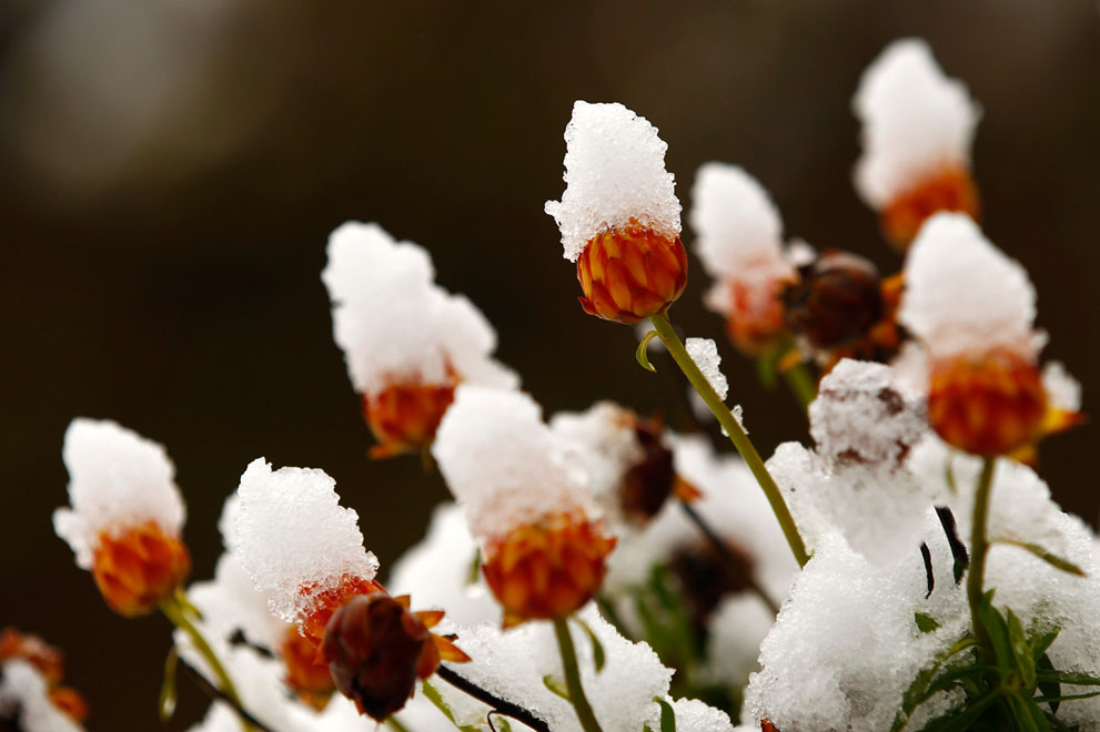 Những cành hoa bị phủ tuyết ở Seehausen tại hồ Staffelsee, gần Murnau, 11/10/2013, sau một trận tuyết sớm ở miền Nam nước Đức.