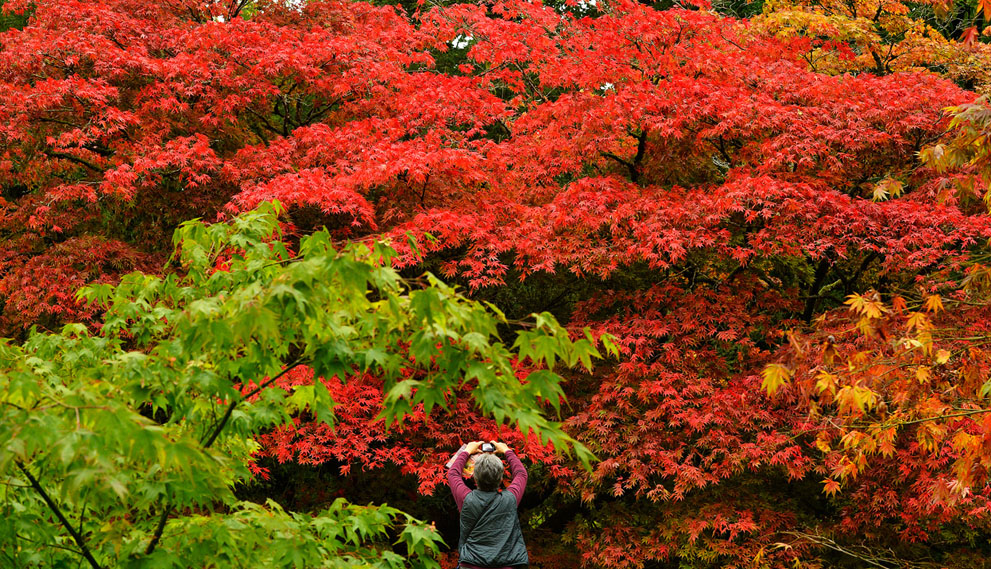 Một du khách chiêm ngưỡng sắc màu mùa Thu trong khu vườn Acer Glade ở Westonbirt Arboretum, gần Tetbury, Anh, 17/10/2013.