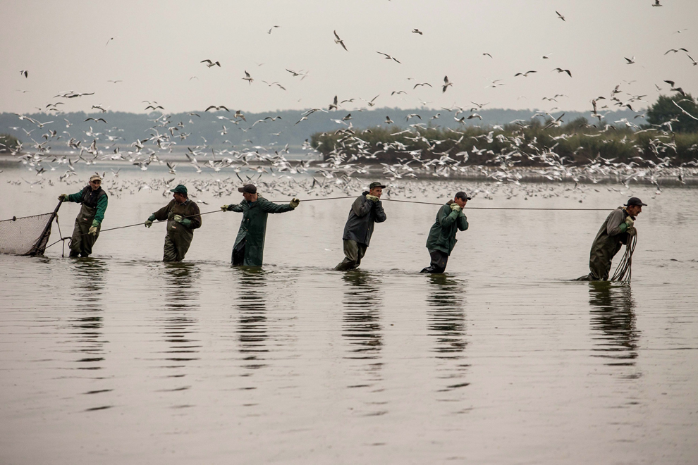 Ngư dân Ba Lan kéo lưới trên hồ Milickie vào mùa kéo cá chép truyền thống ở làng Grabownica, Tây Nam Ba Lan, 08/10/2013. Theo truyền thống thì mùa thu hoạch cá chép bắt đầu vào tháng 10.