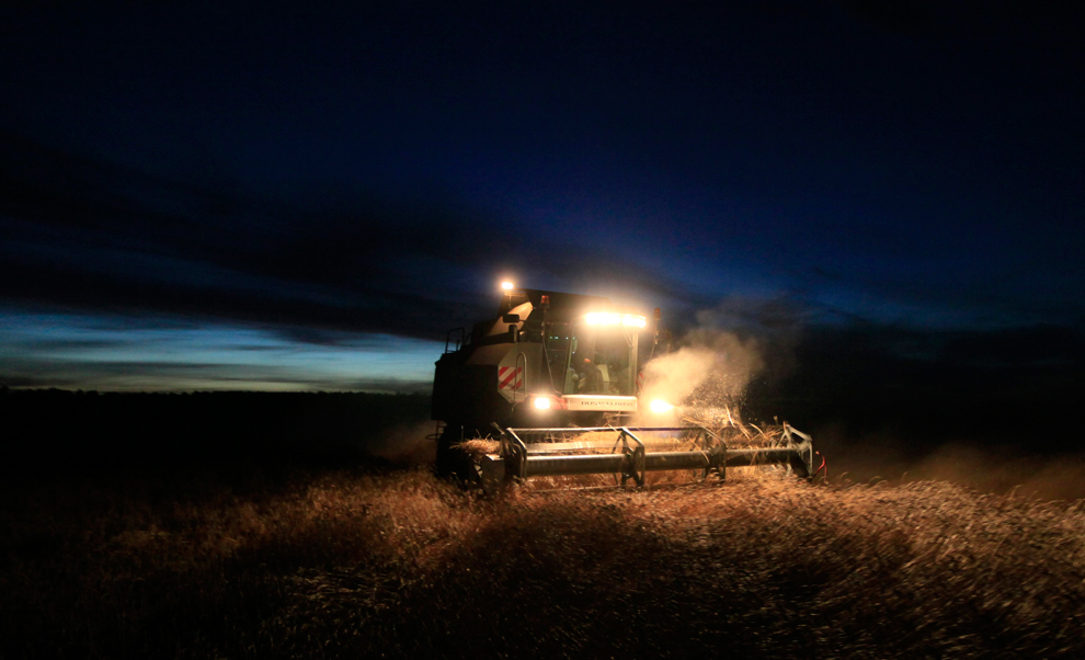 Máy liên hợp thu hoạch lúa mì trên một cánh đồng ở nông trại tư nhân Yubileiny, gần làng Lakino, cách thành phố Krasnoyarsk chừng 95km về phía Bắc, thuộc vùng Siberia, nước Nga, 24/09/2013.