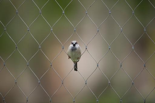 Một con chim đậu trên rào lưới tại một vườn thú tại Berlin - Đức