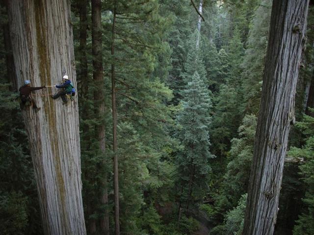 Leo trên những thân cây khổng lồ ở công viên Redwood (Mỹ).