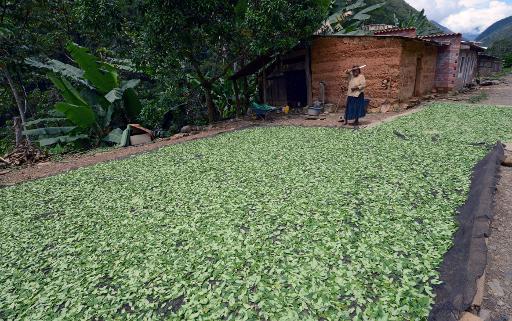 Một người phụ nữ sấy lá coca lá ở La Paz - Bolivia