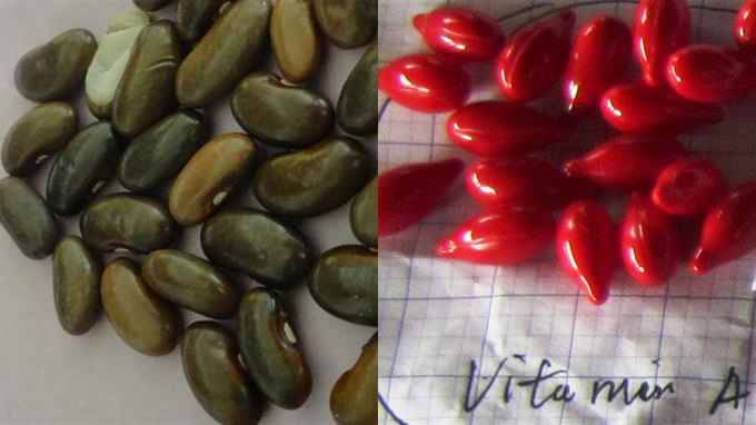 Vitamin A (phải) và hạt đậu được phát cho dân