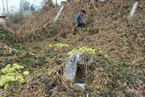 Hàng trăm hécta su su và rau màu ở Sapa đã bị huỷ diệt sau trận băng tuyết dày lịch sử vùi lấp trong nhiều ngày, khiến người dân nơi đây năm nay tay trắng.