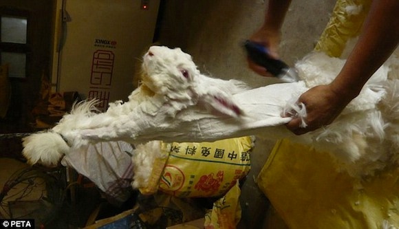 Con thỏ bị người chủ buộc giữ hai chân, kéo căng người và dùng dao để cạo lông