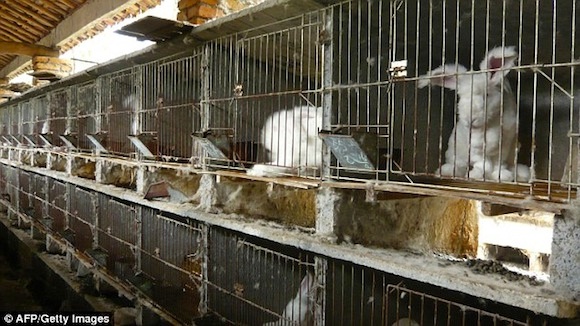 Thỏ được nuôi trong các cũi sắt, điều kiện sống rất thiếu vệ sinh