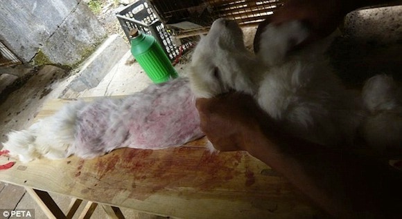 Con thỏ bị thương nặng sau khi bị nhổ lông