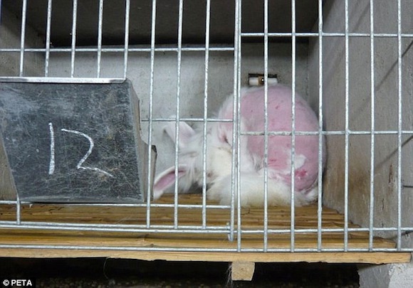 Điều kiện sống mất vệ sinh khiến những chú thỏ dễ bị mắc bệnh