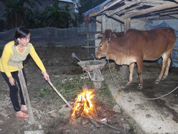 Miền Bắc rét đậm rét hại, người dân phải sưởi ấm cho gia súc