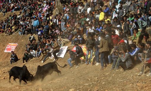 Một đám đông khán giả tụ tập để xem một trận đấu bò ở làng Tara, Nepal