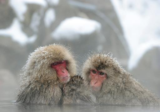Hai con khỉ tắm trong công viên mùa xuân ở Nagano, Nhật Bản
