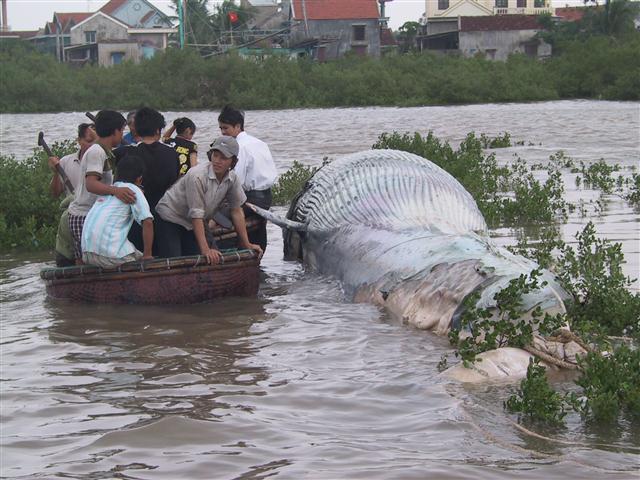 Ngư dân xã Tiến Thủy,  huyện Quỳnh Lưu làm lễ tế,  chôn cất cá Ông bị trôi dạt vào bờ năm 2010