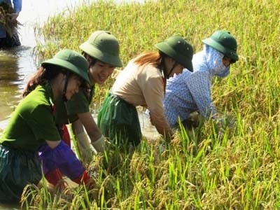 Công an huyện Hưng Nguyên giúp dân gặt lúa