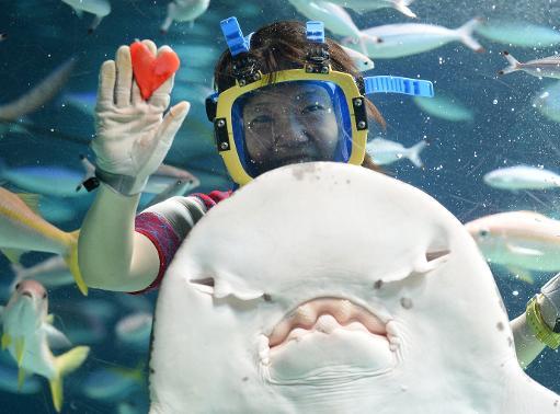 Một thợ lặn Nhật Bản kỉ niệm ngày valentine bằng cách cung cấp miếng thịt hình trái tim cho cá