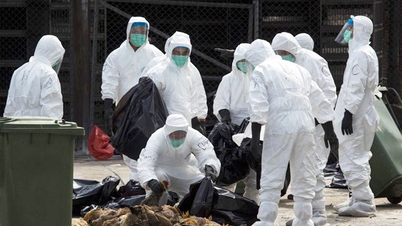 Các nhân viên y tế mang đi tiêu hủy số gia cầm tại một khu chợ nghi nhiễm cúm ở Hồng Kông