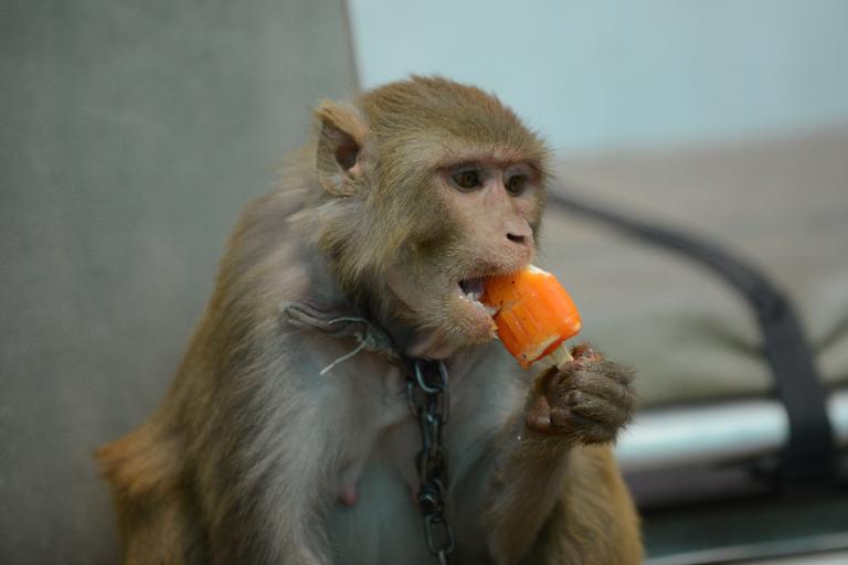 Một con khỉ ăn kem gần Ahmedabad, Ấn Độ
