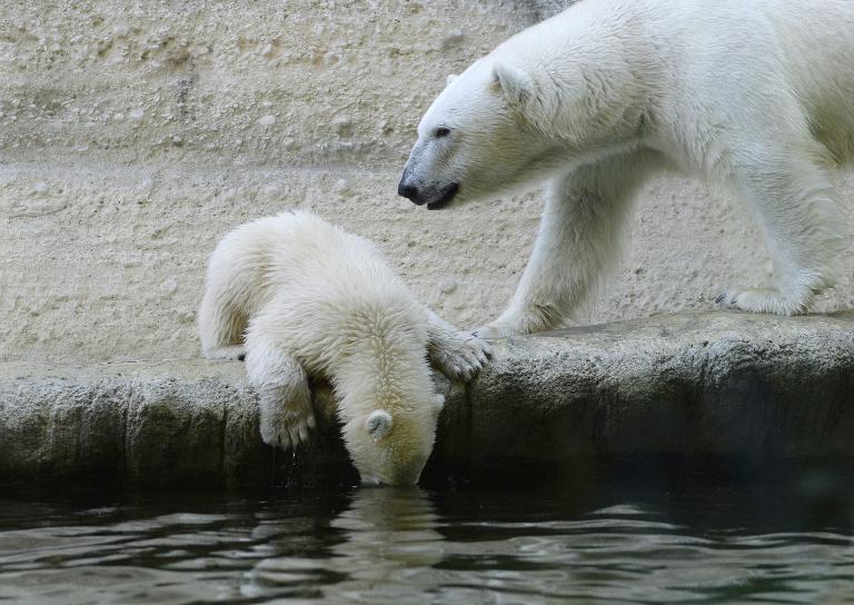 Gấu bắc cực Giovanna và một trong những đứa con của mình đang khám phá hồ bơi mới của chúng ở sở thú Hellabrunn Munich, miền nam nước Đức