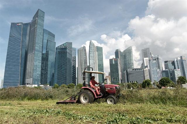 Một nhân viên cắt cỏ đang làm công việc của mình ở gần khu tài chính, thủ đô Singapore