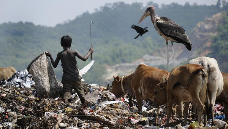 Đứa trẻ và đàn bò trên bãi rác lớn nhất ở bang Assam, phía đông bắc Ấn Độ