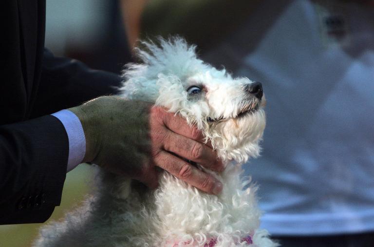 Một nhân viên đang kiểm tra một chú chó trong cuộc thi Dog Show tại Tirana, Albania