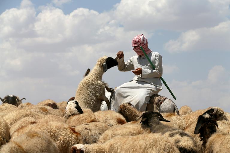 Một người chăn cừu Iraq chăm sóc đàn cừu của mình