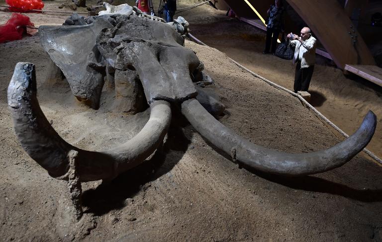 Một người đàn ông đang chụp hình bộ xương được bảo tồn của một con voi mamut có biệt danh là Vika, sống cách đâyhơn một triệu năm,  Công viên Mammoth, thị trấn Kostolac, Belgrad, Serbia