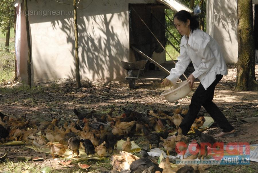 Chị Nguyễn Thị Xuân chăm sóc đàn gà của gia đình