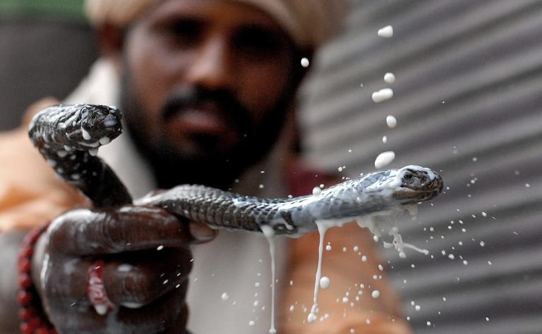 Lễ hội Naga Panchami, nơi tín đồ Hindu ở Ấn Độ dâng sữa, chuối và dừa cho những con để cầu may mắn