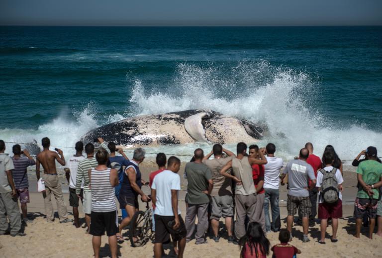 Xác một con cá voi lưng gù chết dạt vào bãi biển Macumba tại Rio de Janeiro, Brazil