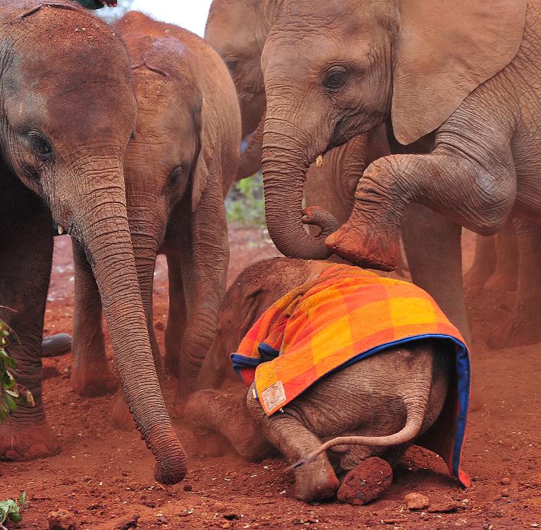Chú voi con bị mất cha mẹ do nạn săn ngà voi đang chơi đùa tại Vườn quốc gia Nairobi, Kenya, ảnh chụp vào ngày World Elephant Day, ngày thế giới bảo vệ loài Voi