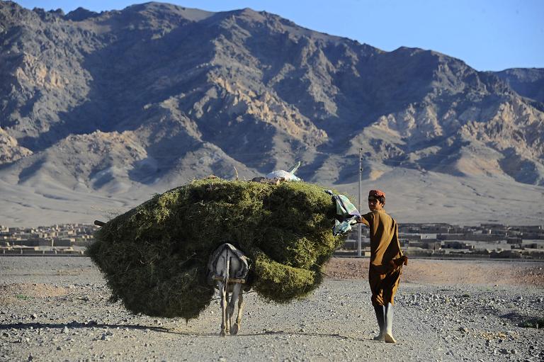 Hình ảnh đứa trẻ Afghanistan và chú lừa được chất đầy cỏ trên lưng ở ngoại ô Herat, thành phố lớn thứ 3 của Afghanistan