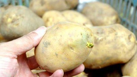 Mầm khoai tây có chứa solanine - một loại chất rất độc dù chỉ với hàm lượng nhỏ