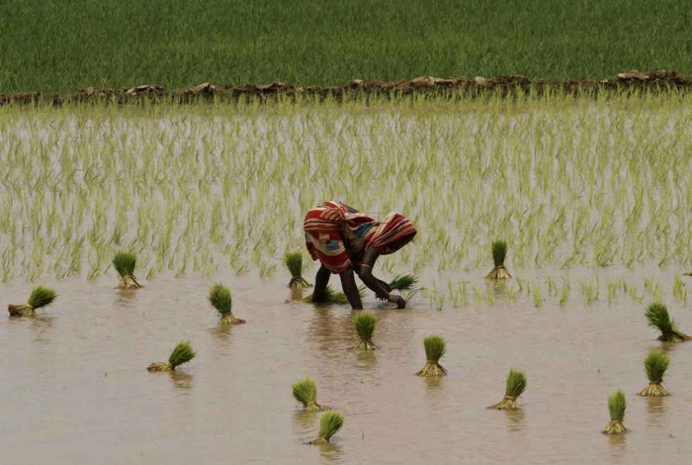 Một phụ nữ Ấn Độ đang cấy lúa trên đồng sau trận mưa rào ở ngoại ô Puri, Orissa