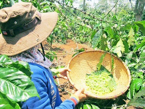 Thành quả sau một ngày đi săn kiến của chị H’trang