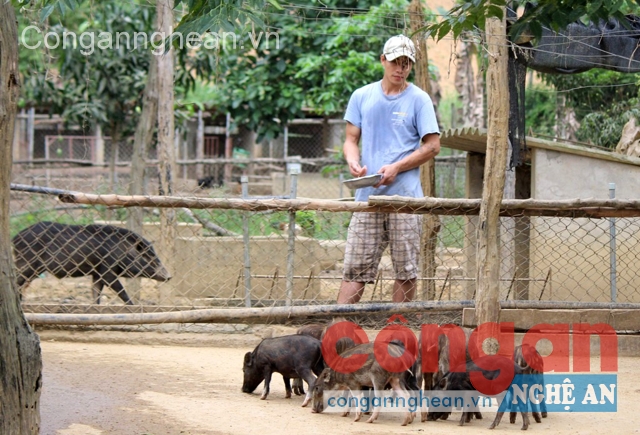 Lợn rừng trong trang trại Nga Khôi ở xã Châu Thái