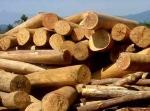 Cấm xuất khẩu một số sản phẩm nông, lâm nghiệp