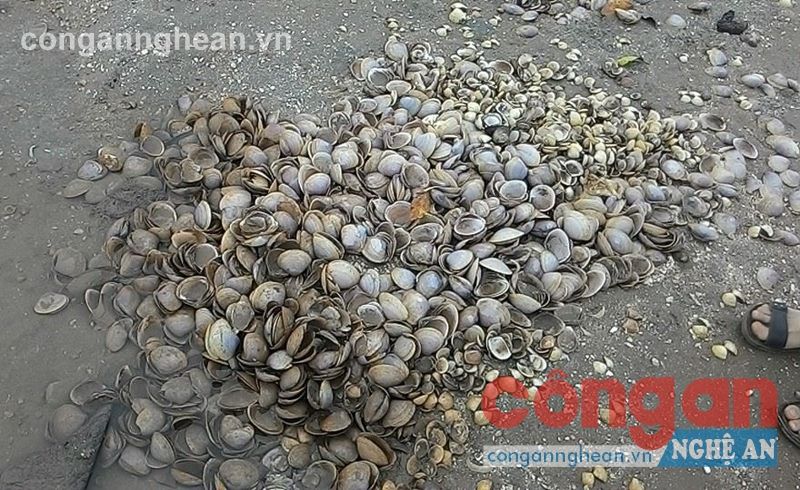 Ngao chết hàng loạt tại các xã ven biển của huyện Quỳnh Lưu trong thời gian qua