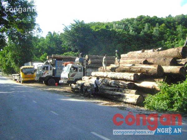 Hàng loạt xe tải “án binh bất động” khi trạm cân lưu động đóng chốt trên địa bàn huyện Con Cuông 