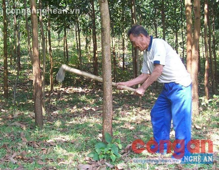 Người dân ở xã Châu Phong, huyện Quỳ Châu chăm sóc vườn cây keo sau khi được Nhà nước giao đất lâm nghiệp