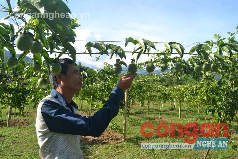 Anh Vũ Văn Xuân với 300 gốc chanh leo trĩu quả 