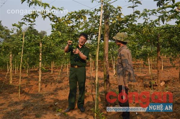 Bộ đội Biên phòng hướng dẫn người dân chăm sóc cây chanh leo ở Quế Phong                                                                   