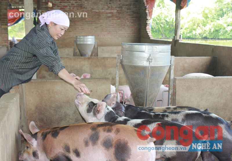 Chị Nguyễn Thị Cầu đang chăm sóc đàn lợn thịt