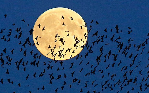 Đàn chim bay về tổ, qua “siêu trăng” đang mọc trên bầu trời ở thành phố Mir, Belarus.