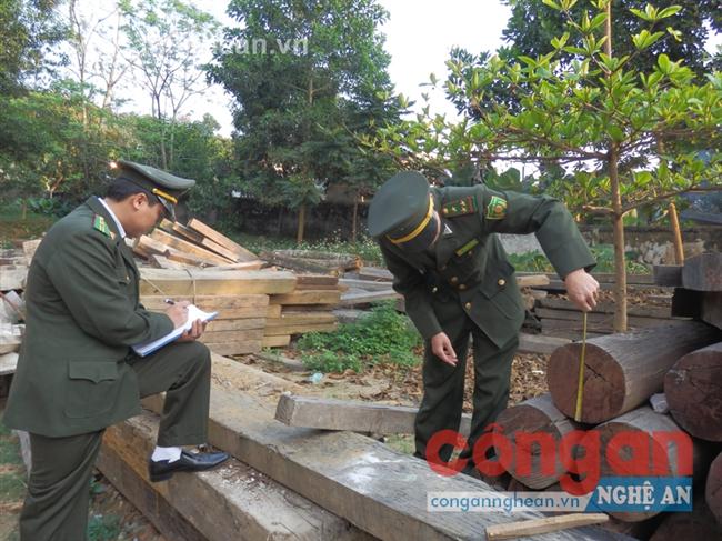 Kiểm tra gỗ tịch thu tại Hạt Kiểm lâm huyện Quế Phong